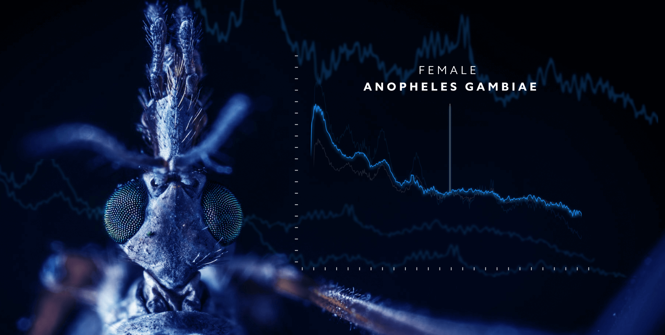 HumBug 2022: Detecting Mosquito Signatures with Machine Learning