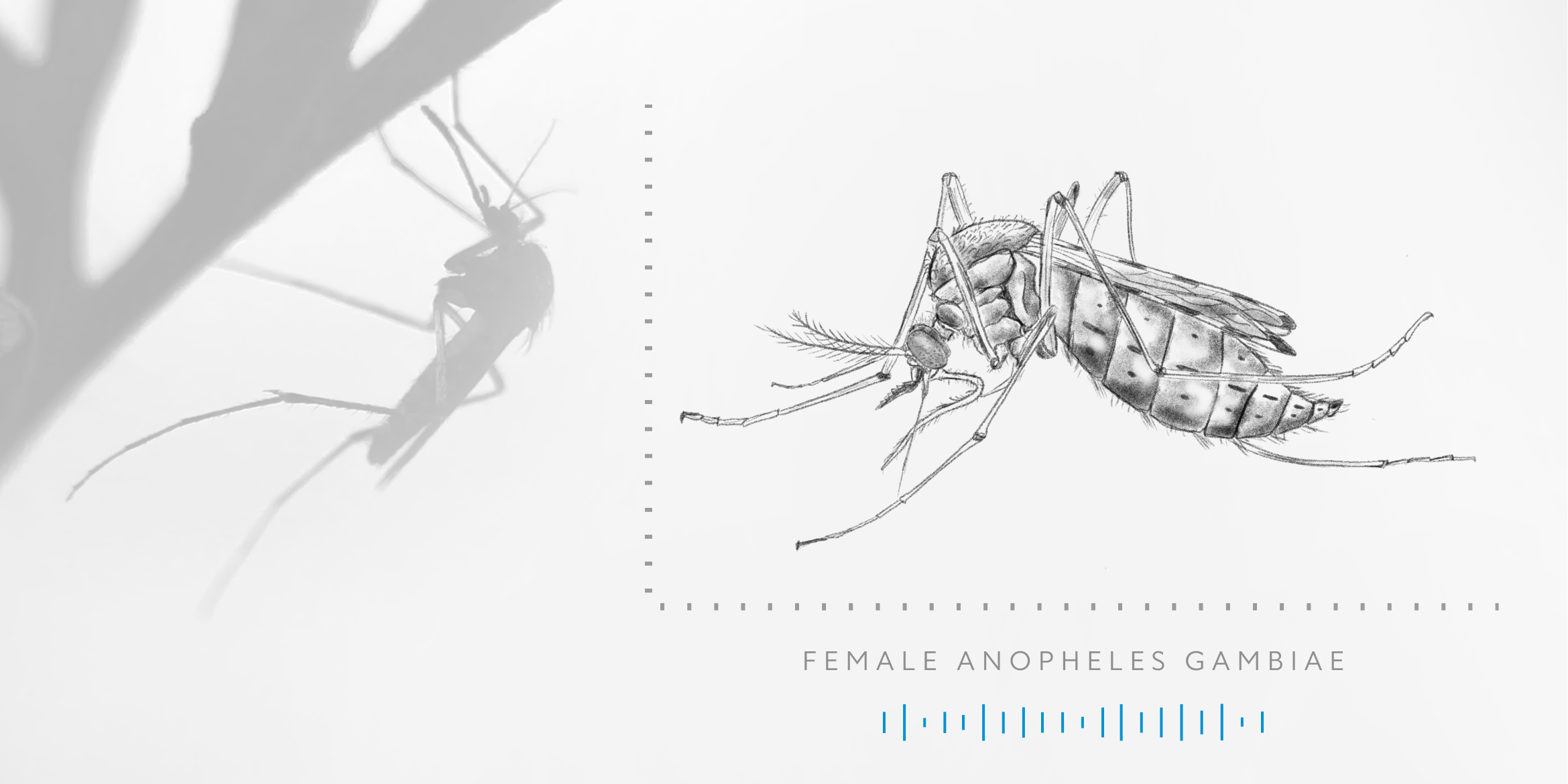 World Mosquito Day: Fighting Malaria with Machine Learning